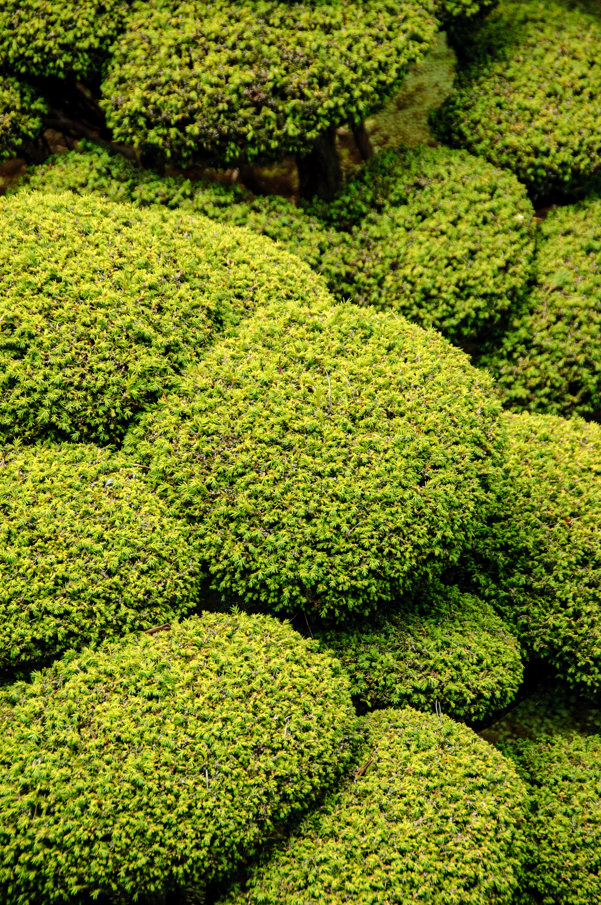 Zwergbaum, Japanese Tea Garden, San Francisco, USA