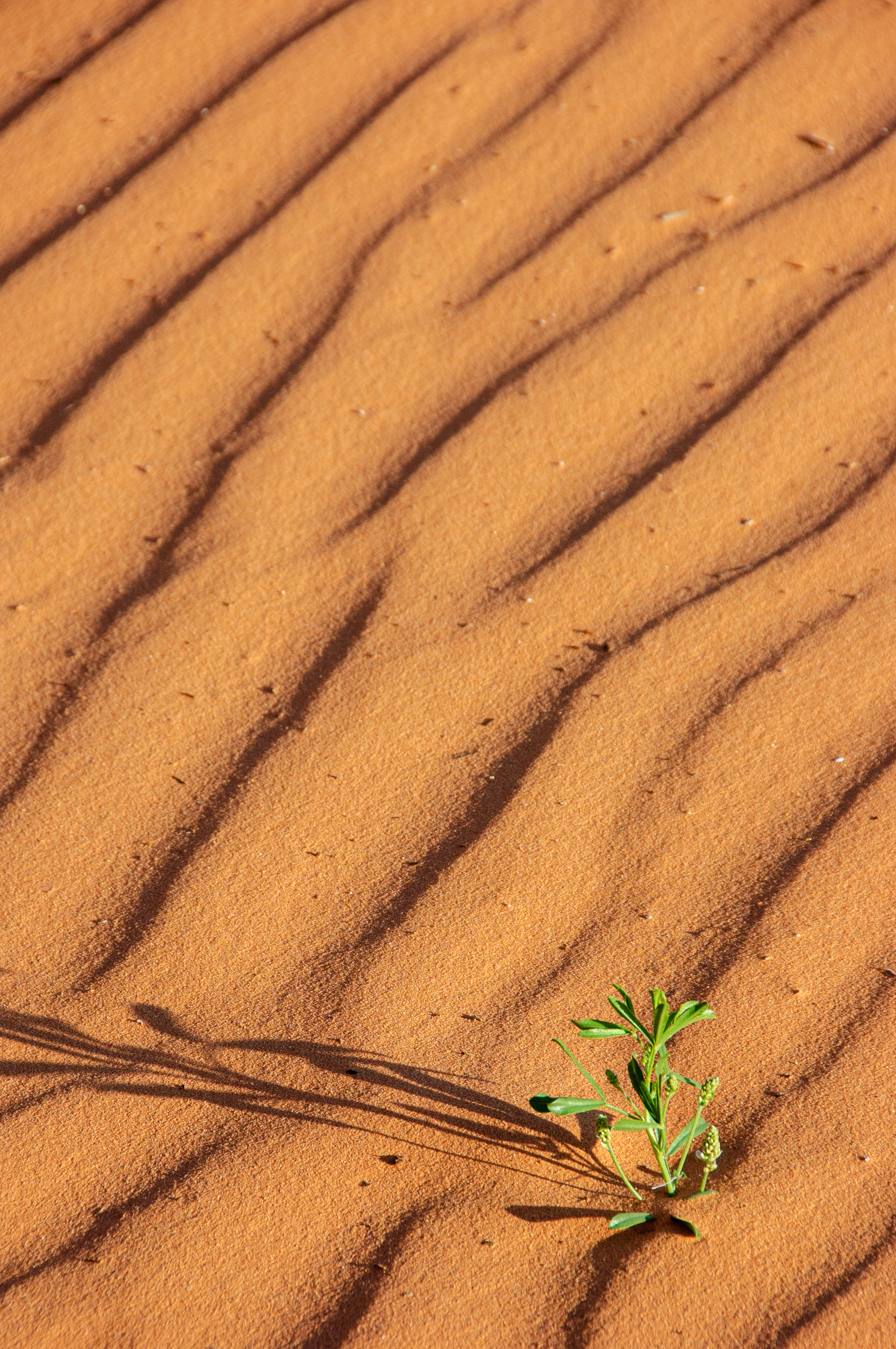 Coral Pink Sand Dunes State Park, Utah, USA