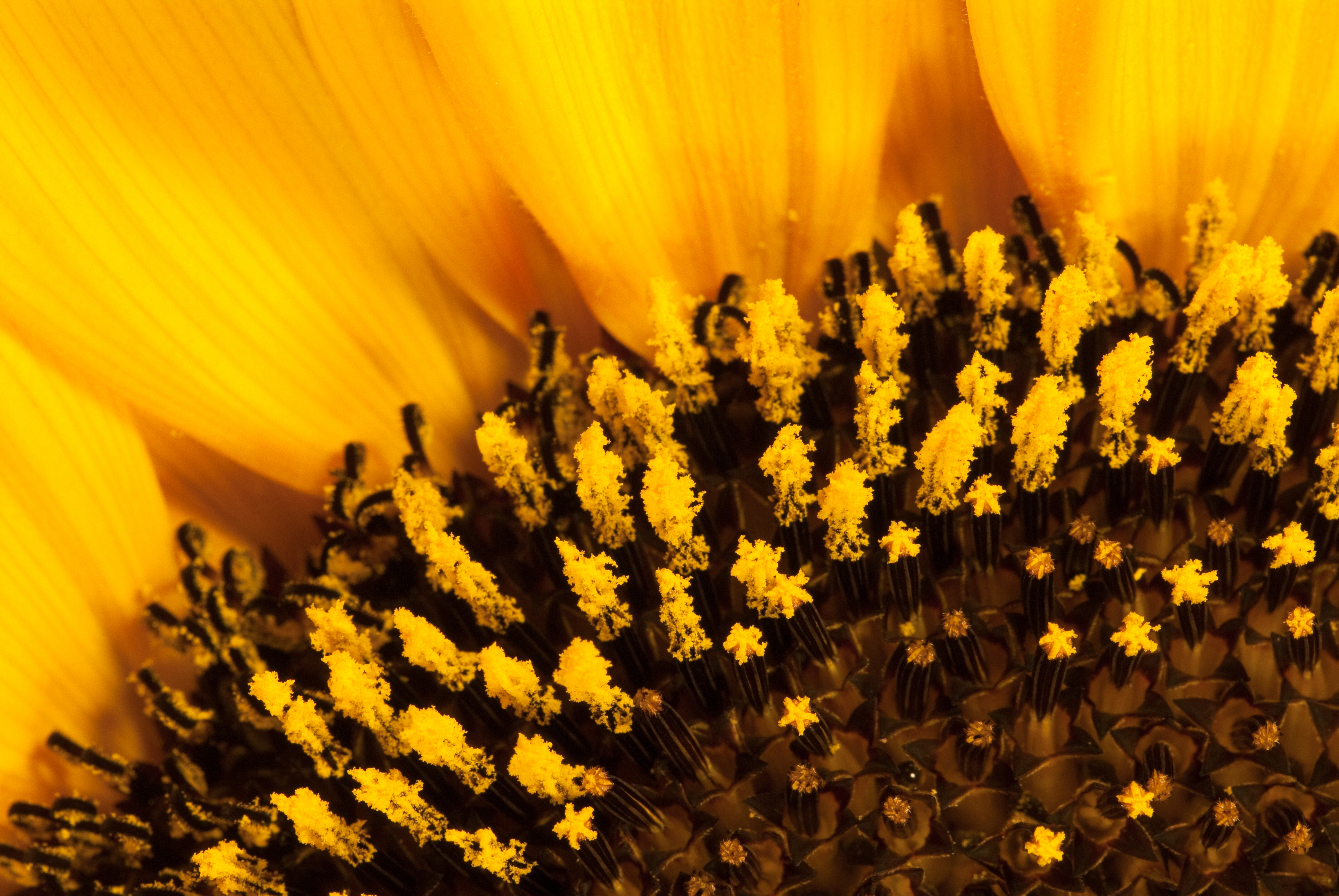Detail Sonnenblume
