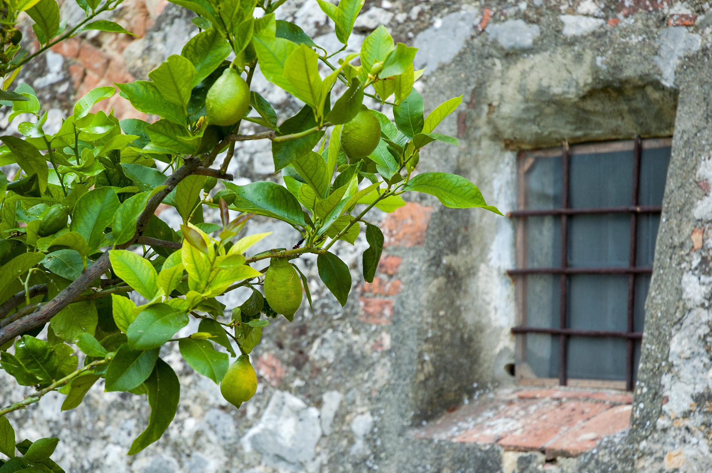 Zitronenbaum vor Mauer