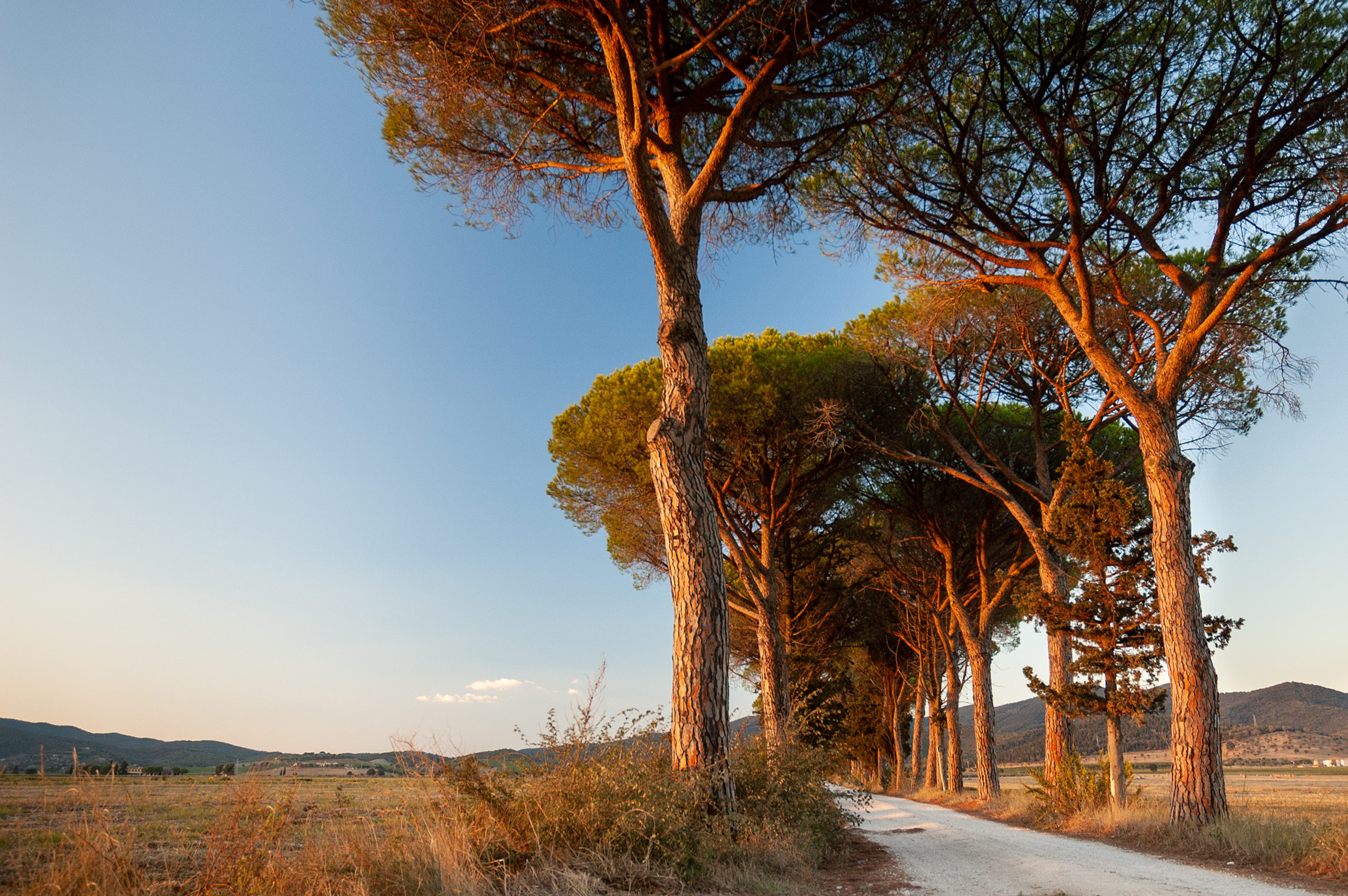 Pinienallee, Maremma