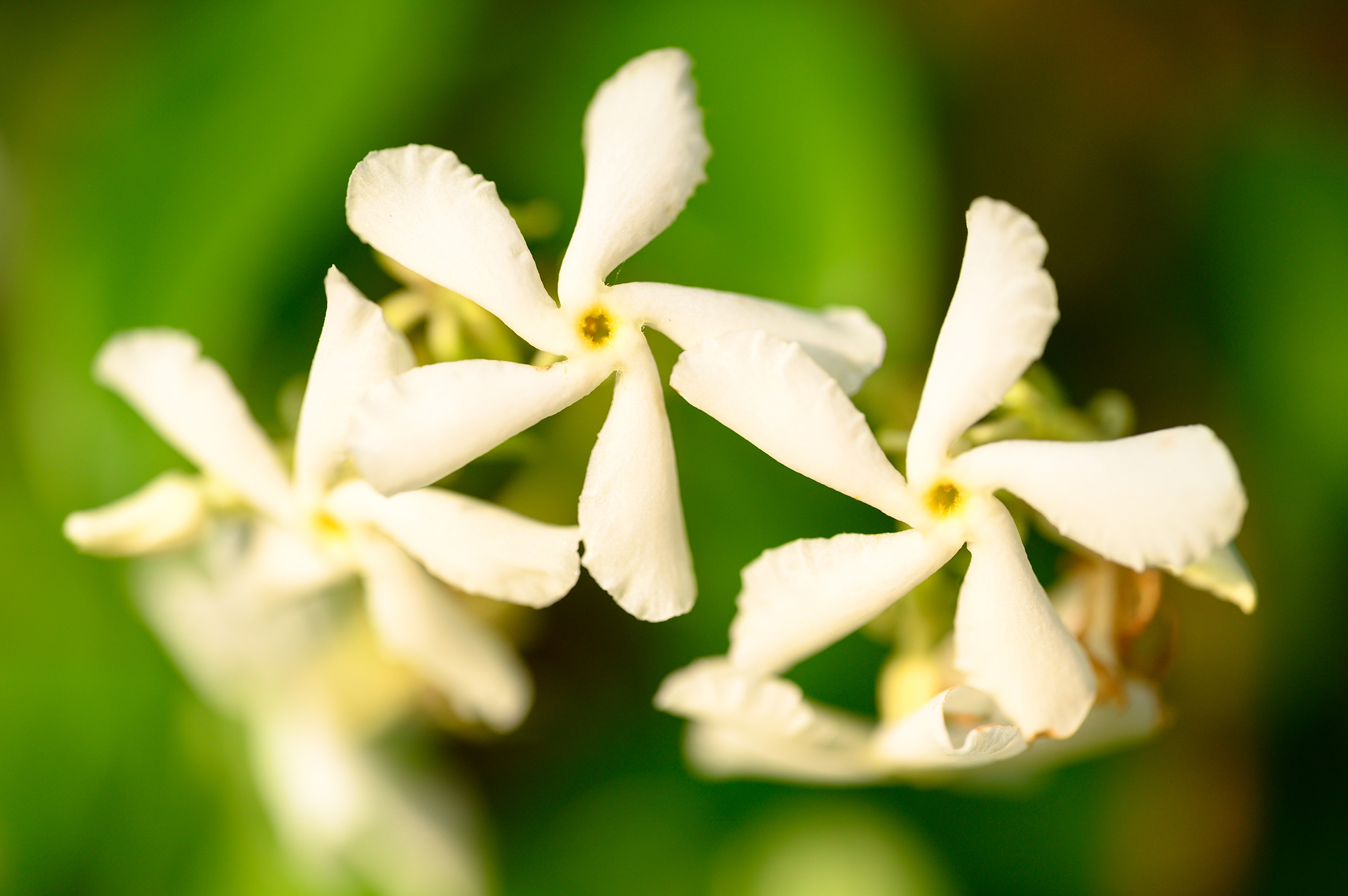 Jasminblüten