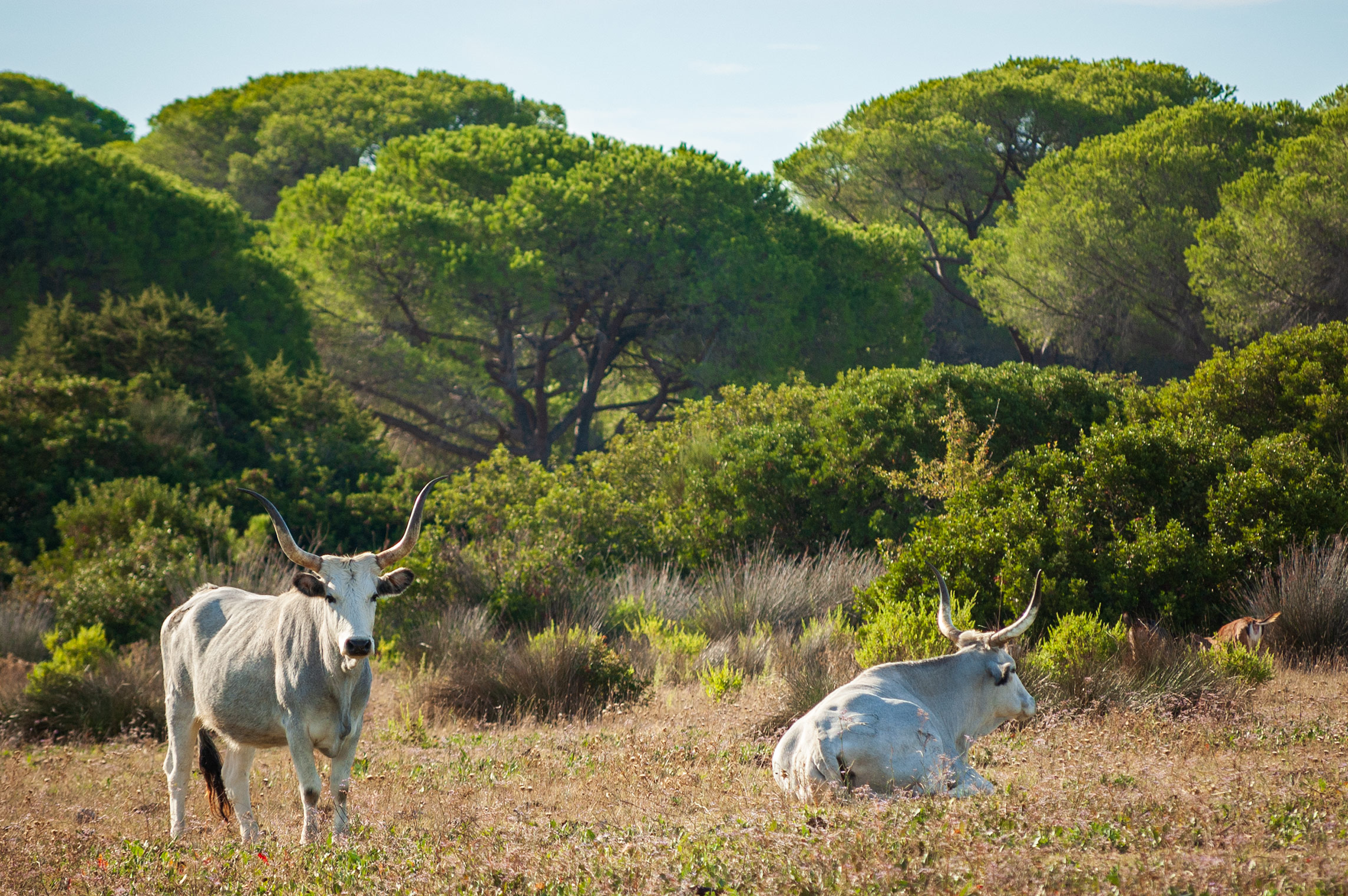 Chianina-Rinder, Maremma