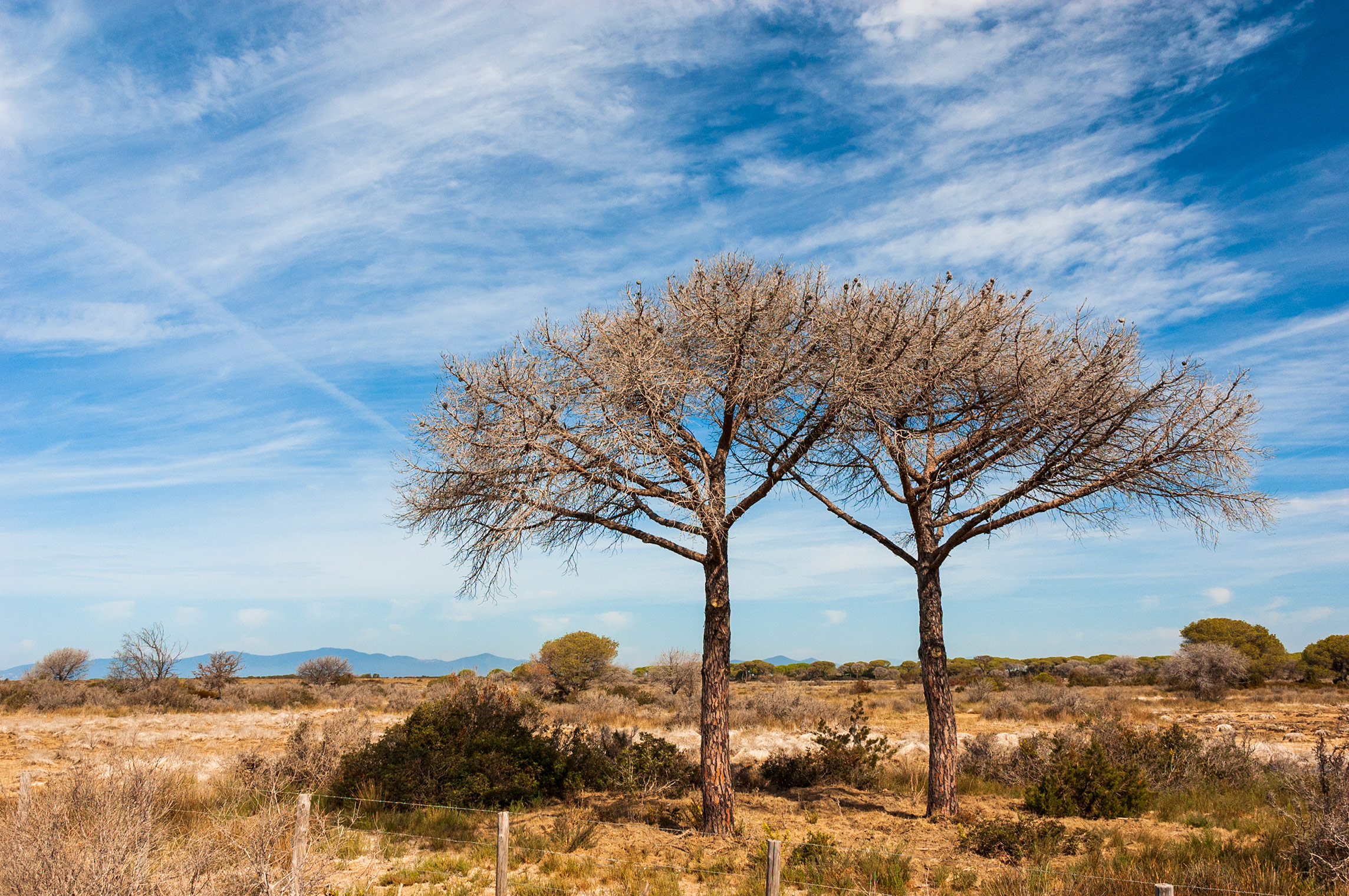 Maremma
